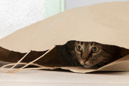 gestreste kat zit verstopt in een papieren zak.