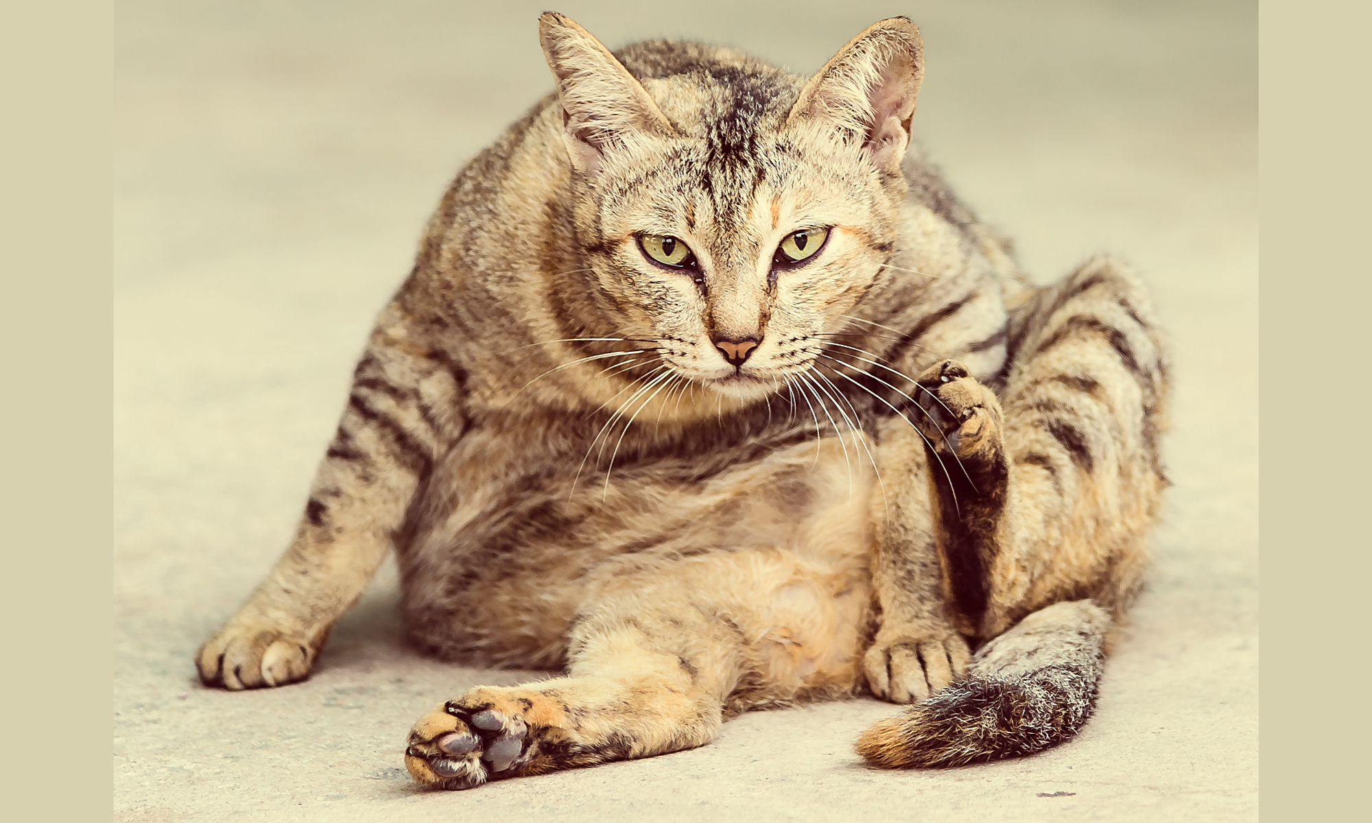 Heb je een kater of een poes?