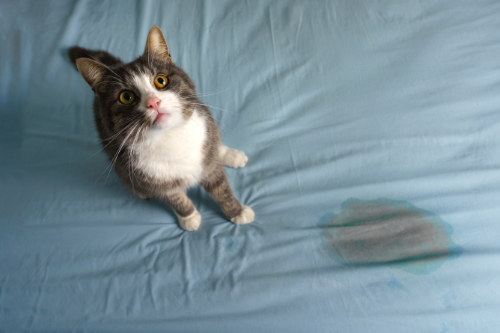 Wat valt je op aan de vagina van je kat?