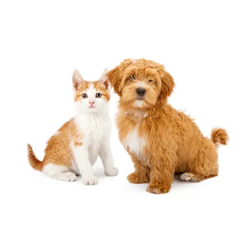 Voor deze hond en kat wordt medisch advies gevraagd aan Dierenkliniek Online.