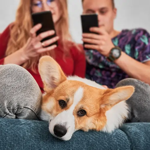Zieke hond zit met zijn baasjes op de bank. Zij zoeken op hun smart phone naar medisch advies en vinden dit bij Dierenkliniek Online. 