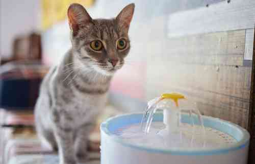 Kat drinkt extra veel water om zijn diarree te compenseren