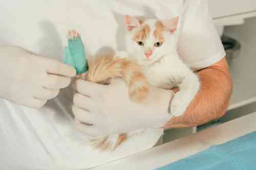 Kat krijgt een gips om zijn poot omdat de poot gebroken is.