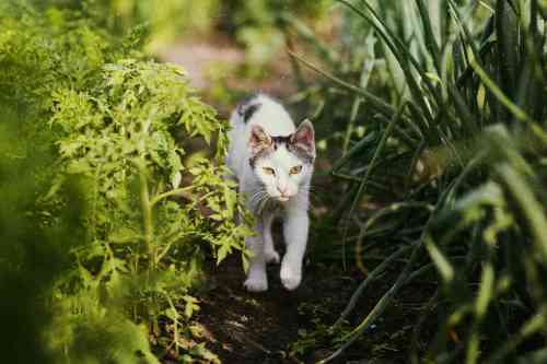 Kat loopt buiten rond op zoek naar actie