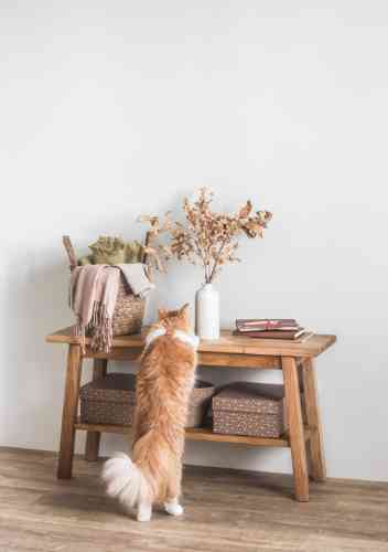 Kat springt op tafel terwijl hij mank loopt