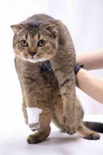 Kat heeft een wond aan zijn poot en kreeg een verbandje om de wond te beschermen.
