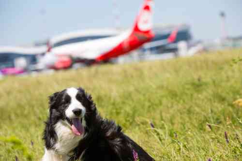 Hond wordt nog even uitgelaten voordat hij het vliegtuig in gaat om te vliegen naar zijn vakantiebestemming. 