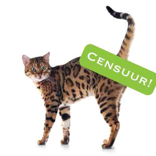 Foto van een kat met slijm uit zijn anus waar de tekst "censuur" overheen staat.