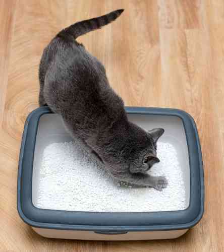 Kat moet vaak naar de kattenbak door de diarree.