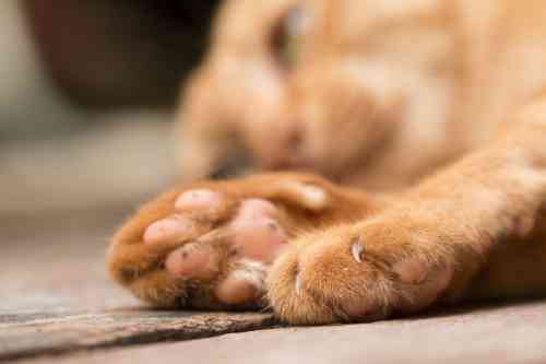 Wat mankeert je kat aan zijn poot of poten?