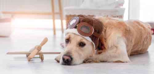 Hond wil heel graag mee vliegen met zijn eigenaar en ook op vliegvakantie gaan. 
