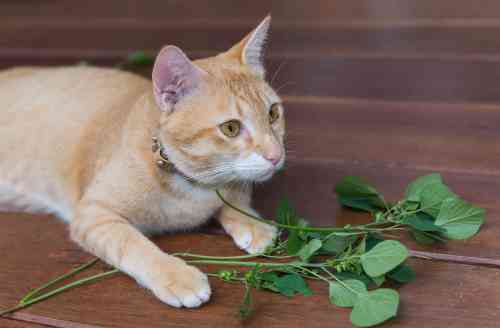 Kat eet van een giftige plant die maag darm klachten kan opleveren. 