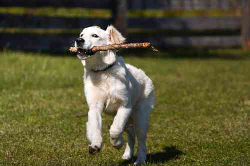 Hond speelt met stok, maar het kan ook zomaar vuurwerk zijn waar hij mee besluit te spelen. 