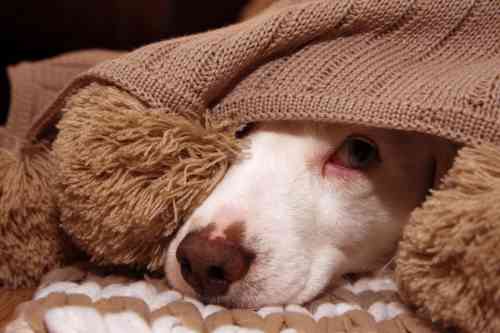 Hond met vuurwerkangst verstopt zich onder een deken als het vuurwerkgeluid hoorbaar is. 