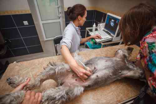 Dierenarts voert een buik echografie uit bij een hond met buikpijn