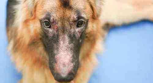 Hond met een allergische reactie aan zijn kop moet dringend gezien worden door een spoedarts