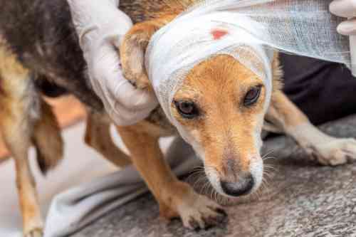 Hond met een wond op zijn op wordt behandeld door een dierenarts