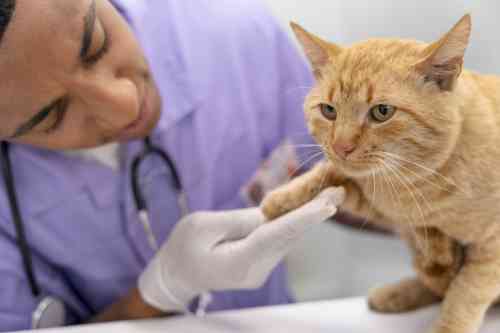 Kat met een ontstoken poot wordt onderzocht door een dierenarts. 
