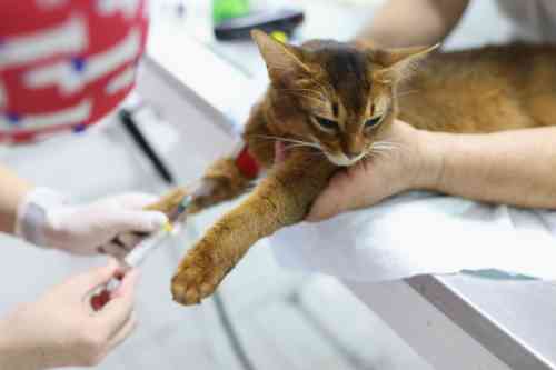 De assistente neemt bloed af bij een kat om een bloedonderzoek te doen en zo een diagnose te stellen.