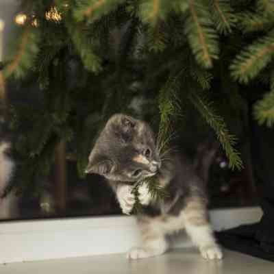 kat bijt in een kerstboom takje.