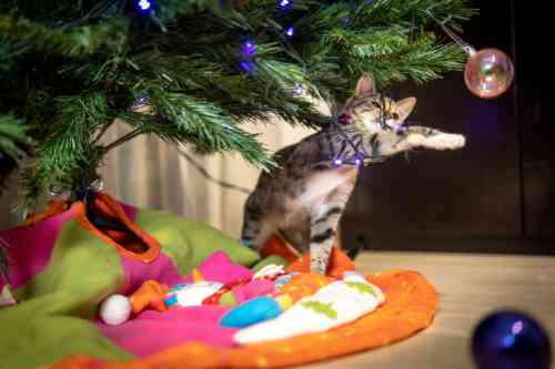 Kat speelt met gevaarlijke glazen kerstbal in een kerstboom
