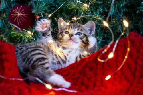 kitten in de kerstboom is gevaarlijk