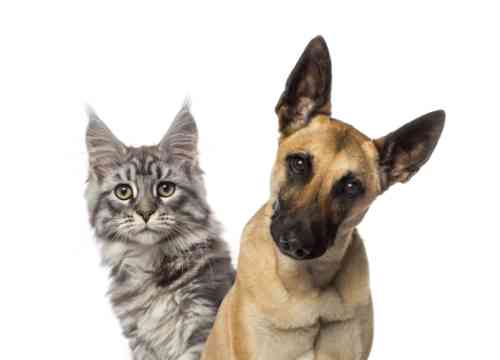 Kat en hond van een baasje dat een gratis consult bij een dierenarts nodig heeft. 