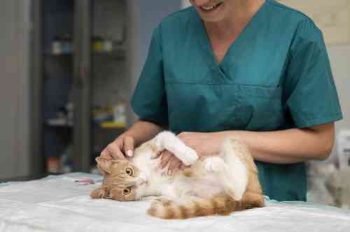 gebroken poot bij een kat wordt onderzocht door een dierenarts.
