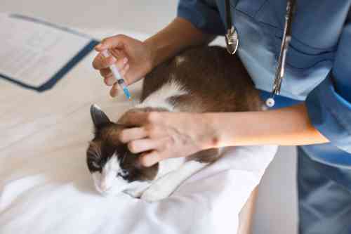 kat moet naar de dierenarts voor een injectie om een allergische reactie van een wespensteek tegen te gaan. 
