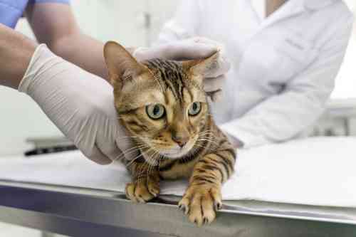 Kat lijkt een gebroken staart te hebben en wordt onderzocht door een dierenarts. 