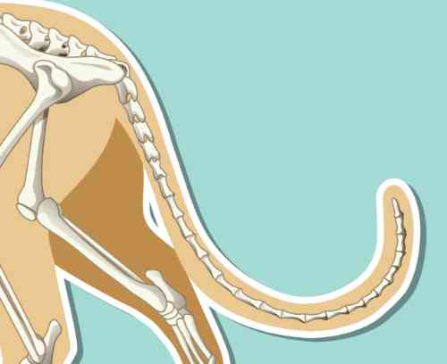 Anatomie staart kat skelet