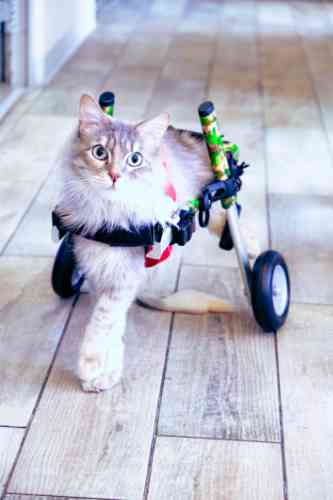 Kat heeft verlamde achterpoten en rijdt dus in een rolstoel 