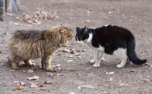 Twee katten staan op het punt om te gaan vechten en hebben beide een flink dikke staart. 