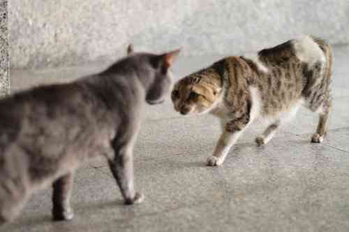 katten vechten sneller wanneer ze minder goed kunnen communiceren door de knik in hun staart