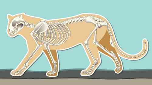 Schematische weergave van het skelet van een kat