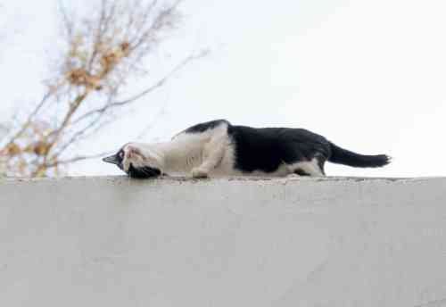 kat balanceert op de rand van het dak en heeft zijn staart daarvoor nodig om niet te vallen.