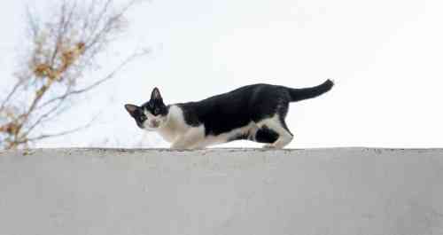 kat mist puntje van zijn staart en balanceert op de rand van een dak