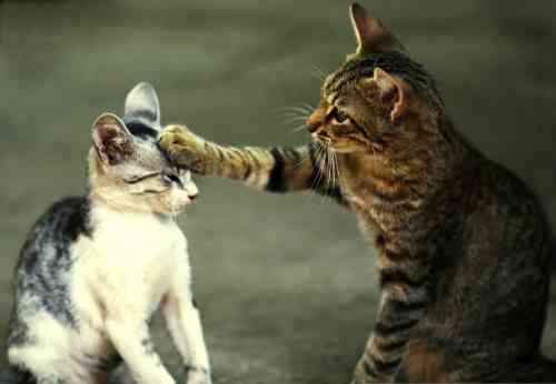vechtpartijen tussen katten zorgen vaak voor een slappe staart