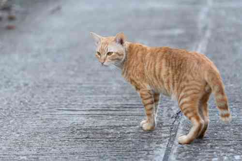 Kat met een slap hangende staart op straat. 