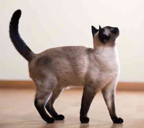 Siamese kat trilt flink met zijn staart als zijn baasje terug komt