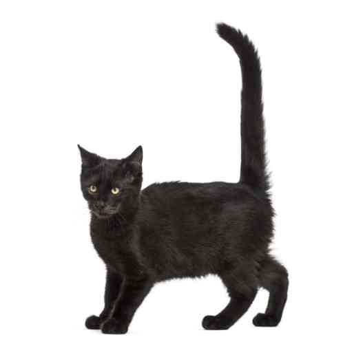 Kat met een staart die stijf omhoog staat