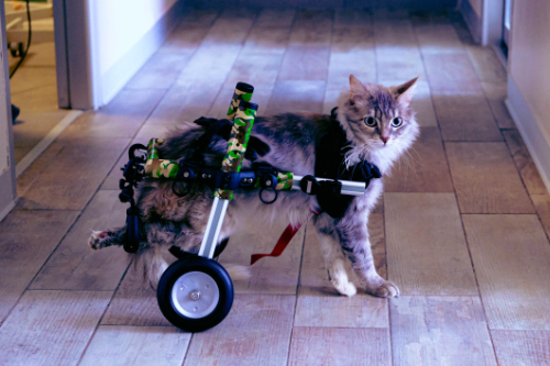 verlamde kat met een rolstoel