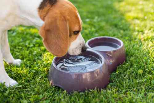 Beagle die veel water drinkt uit een drinkbak