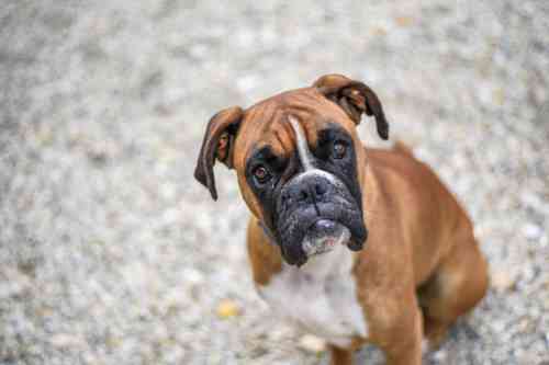 Groeien de knobbels op het tandvlees van je hond snel?