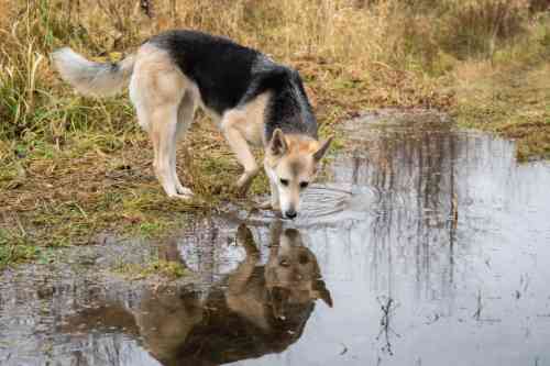 hond drinkt steeds weer wat water uit een sloot