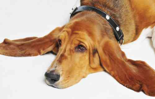 Welk probleem zie je aan de buitenzijde van de oorschelp bij je hond?