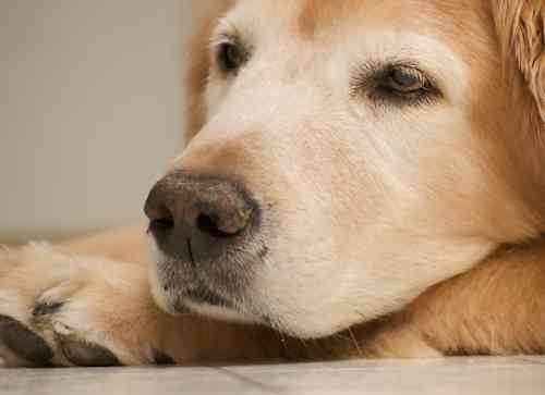 Zitten de korstjes of schilfers op de neusspiegel of neusrug van je hond?