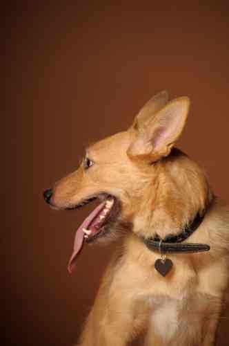 Aan welk deel van het oor zie je de meeste problemen bij je hond?