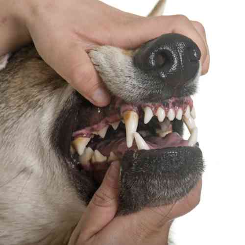 Hond met redelijke hoeveelheid tandsteen dat gereinigd kan worden zonder narcose