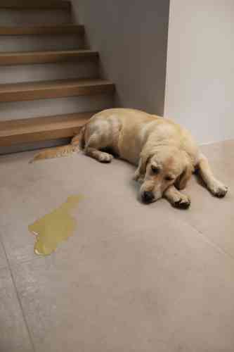 Hond heeft in huis geplast omdat hij veel water drinkt en dus veel urine aanmaakt.